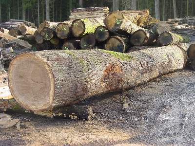 84_naturstamminrinde